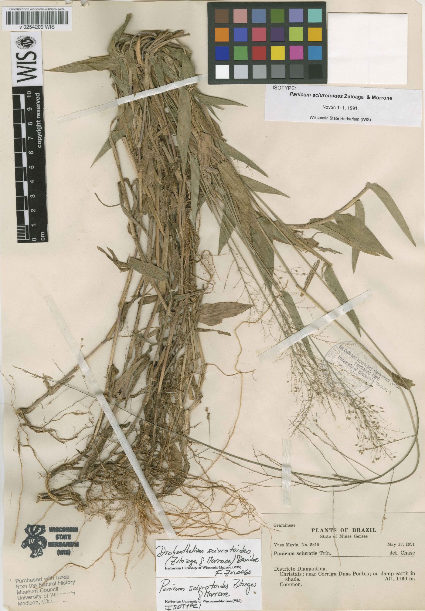 Panicum sciurotoides image