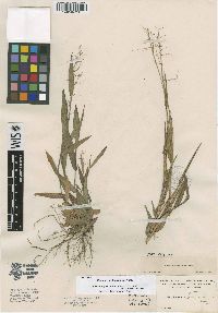 Panicum webberianum image