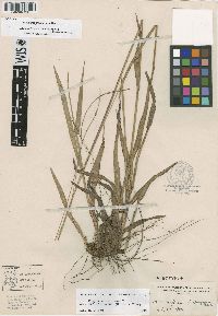 Paspalum setaceum var. ciliatifolium image