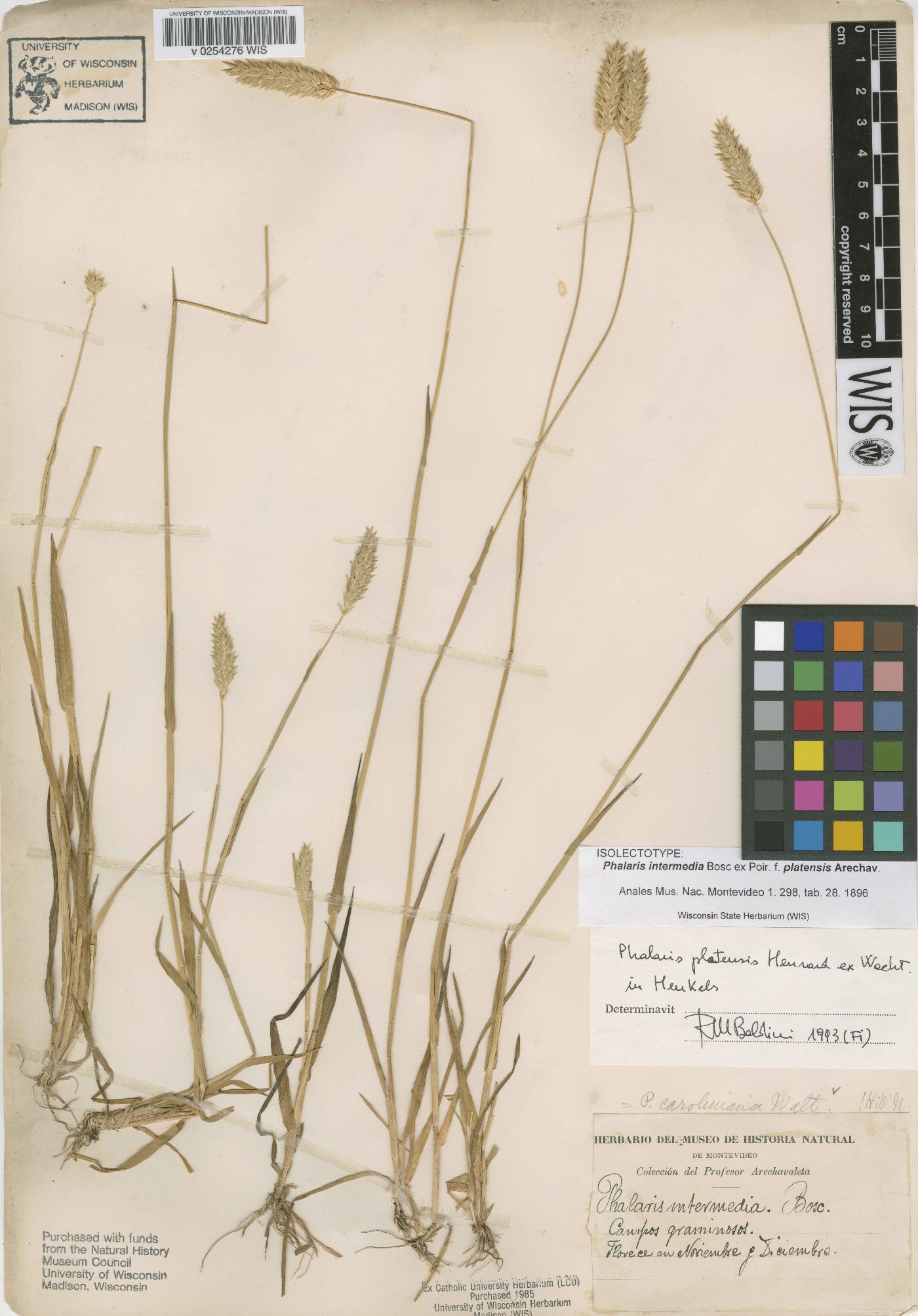 Phalaris platensis image