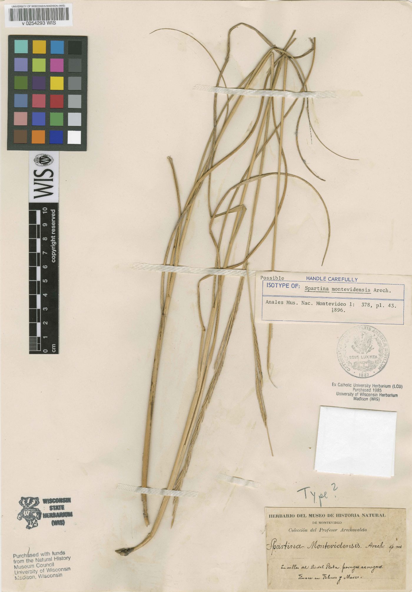 Spartina densiflora image