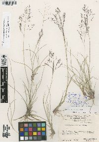 Sporobolus potosiensis image