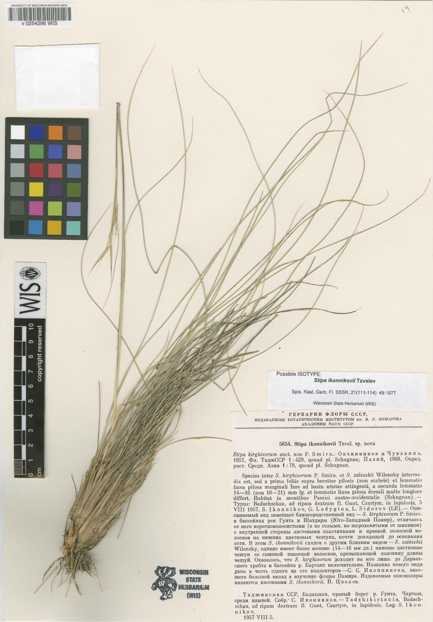 Stipa kirghisorum image