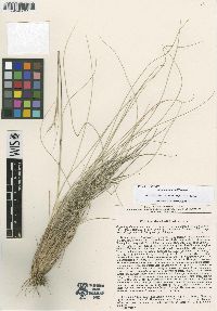 Image of Stipa kirghisorum