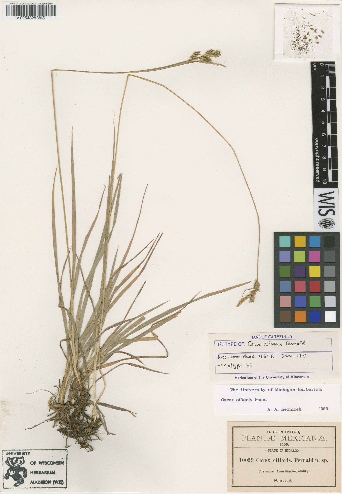 Carex ciliaris image