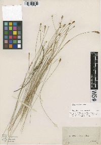 Carex exilis image