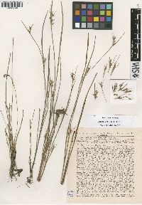 Scleria novae-hollandiae image