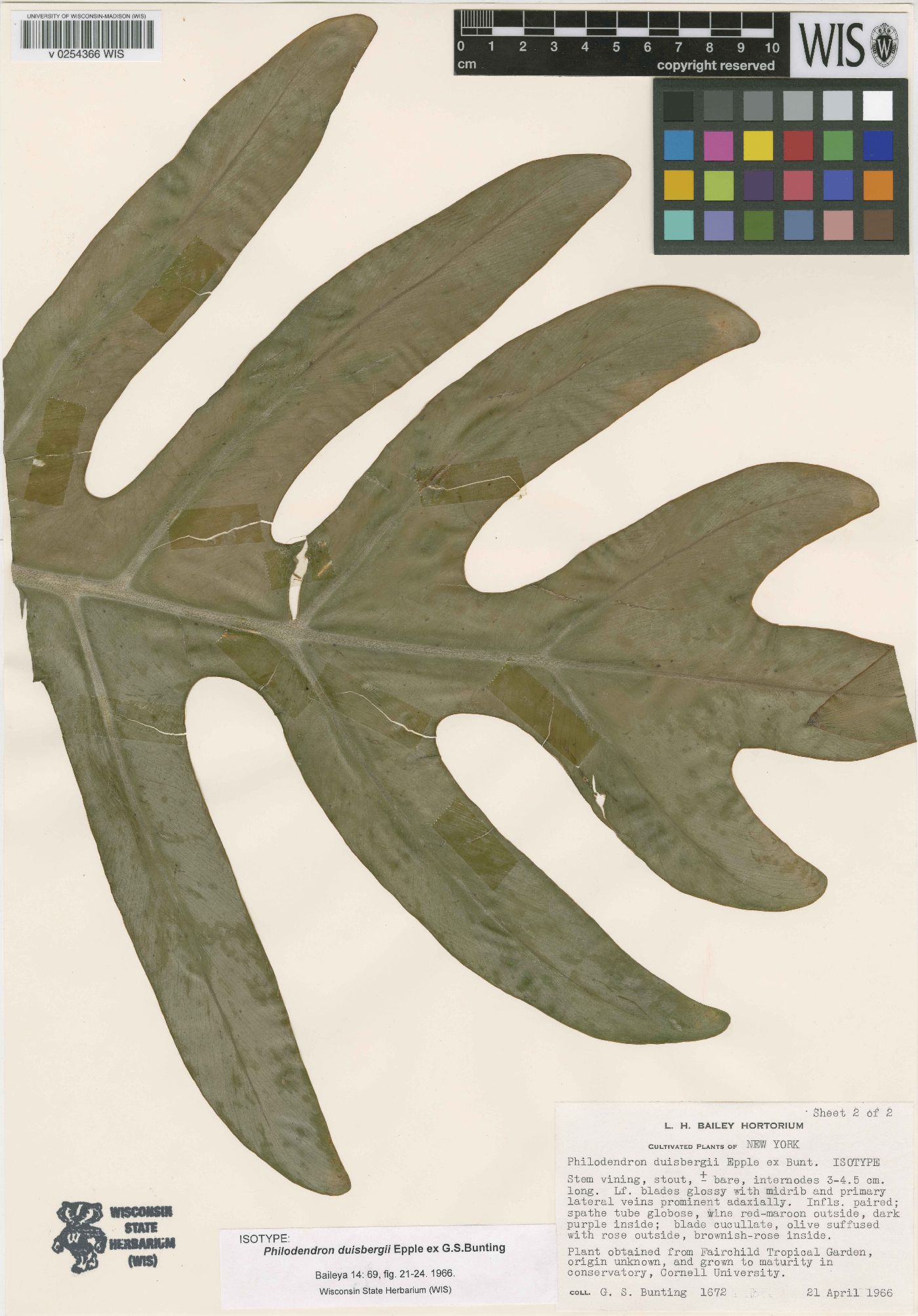 Philodendron pedatum image