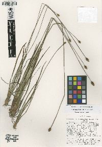 Xyris stricta var. obscura image