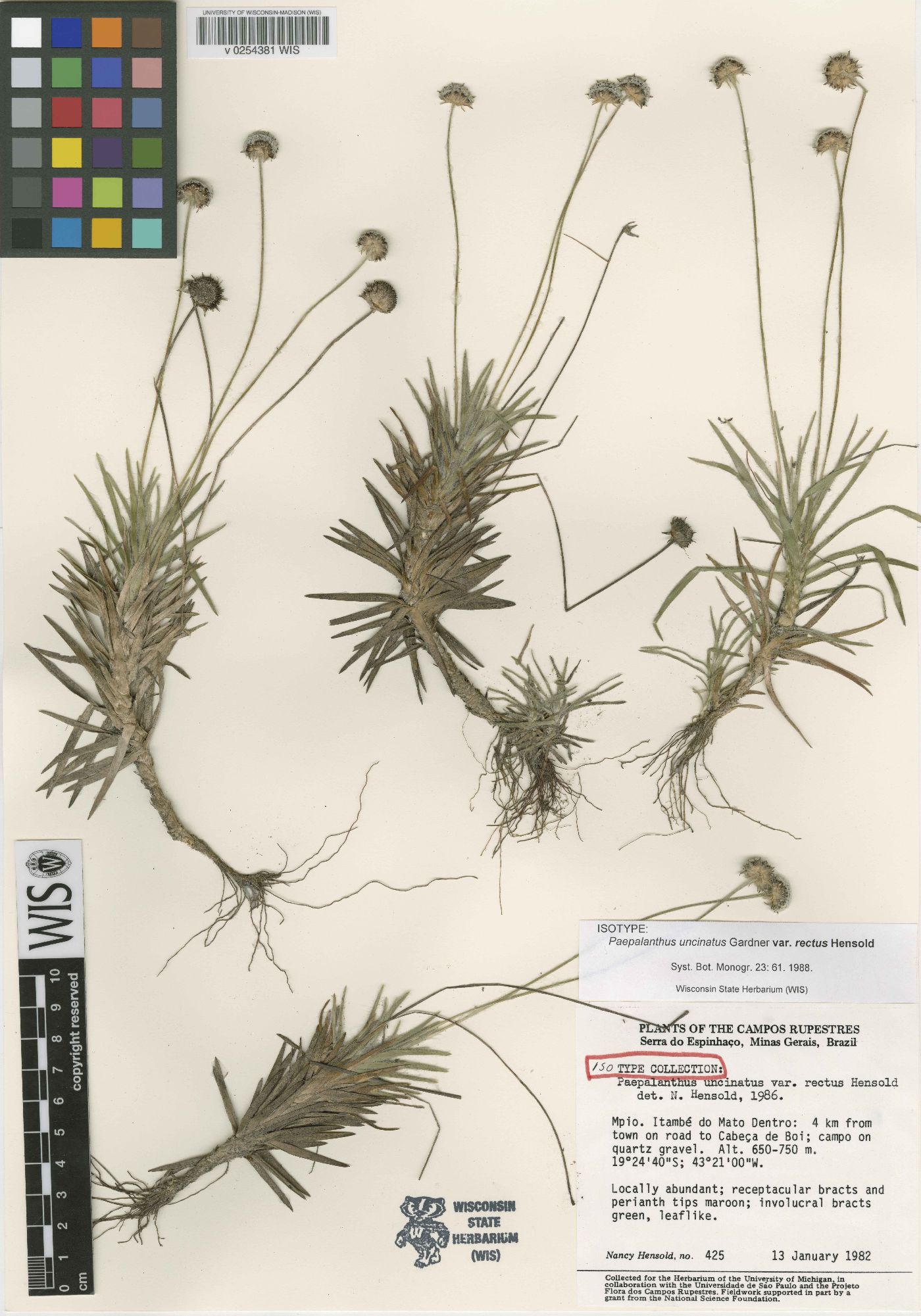 Paepalanthus uncinatus var. rectus image