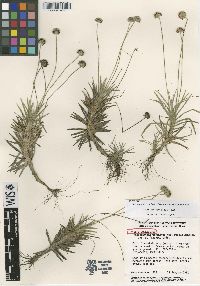 Paepalanthus uncinatus image