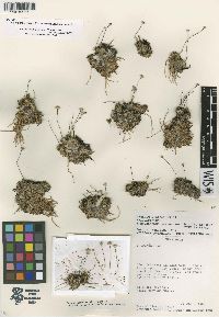 Syngonanthus duidae image