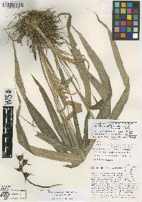 Pitcairnia occidentalis var. alversonii image