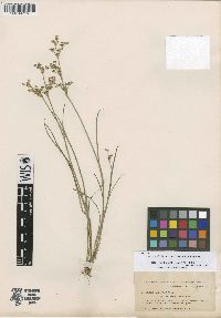 Juncus articulatus image