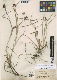 Juncus phaeocephalus image