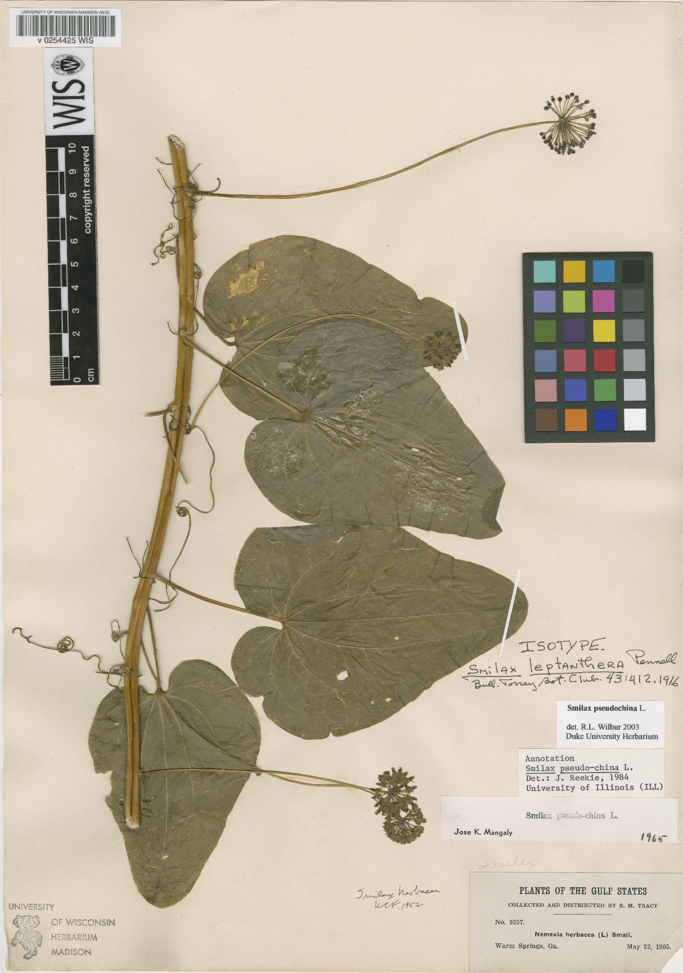 Smilax pseudochina image