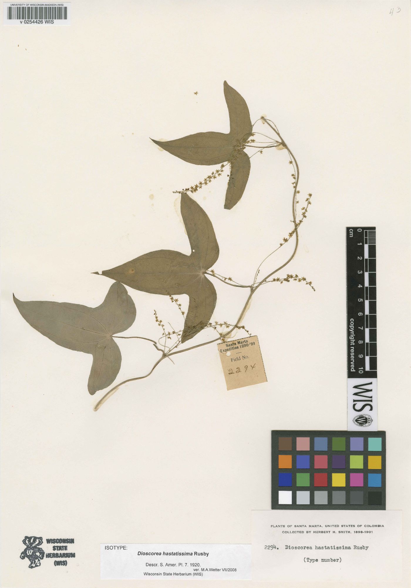 Dioscorea hastatissima image