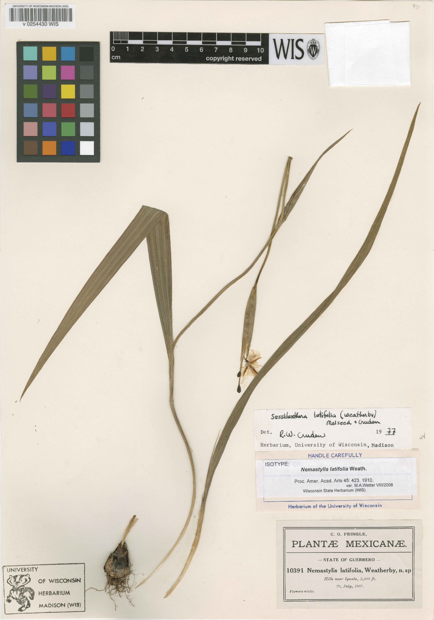 Sessilanthera latifolia image