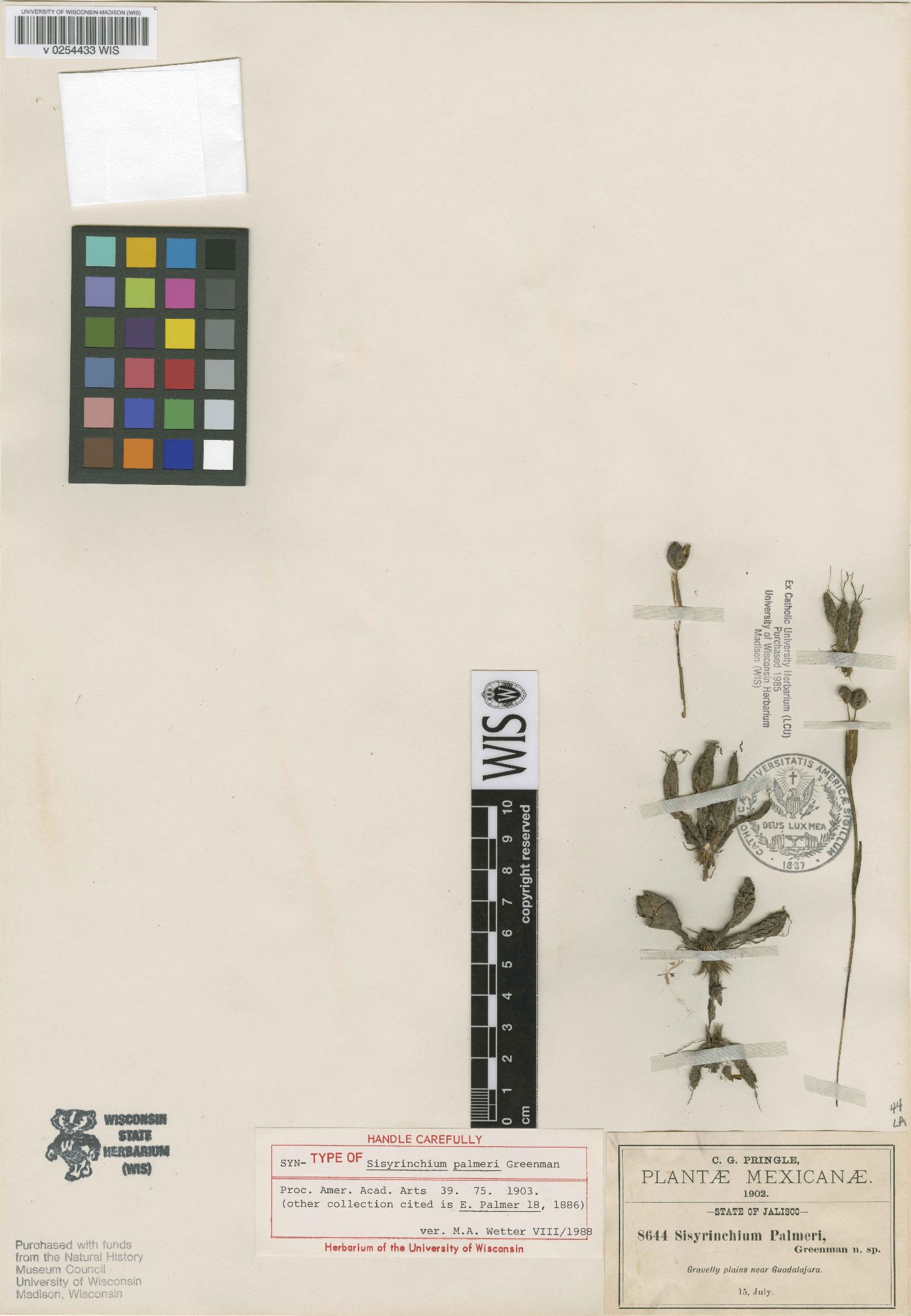 Sisyrinchium palmeri image