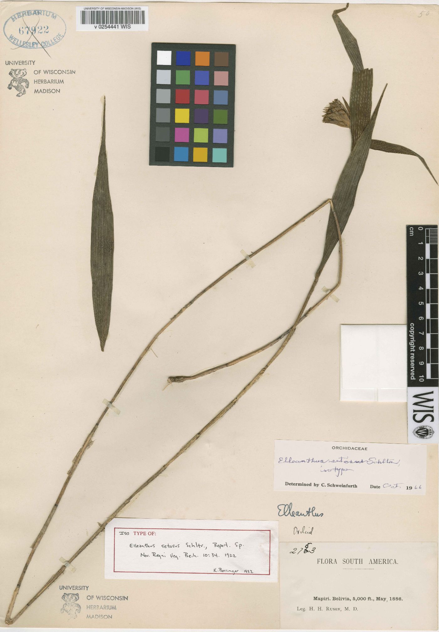 Elleanthus setosus image