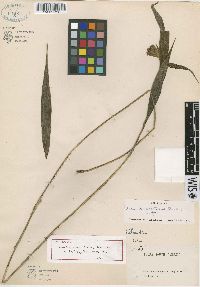 Media resource of Elleanthus setosus