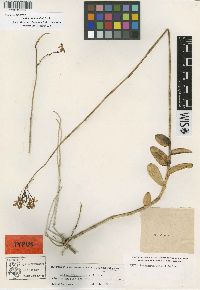 Epidendrum ibaguense image