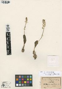 Crepidium exilis image