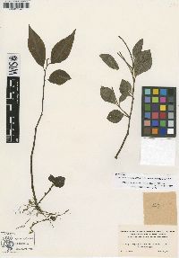 Peperomia velutina var. lanceolata image