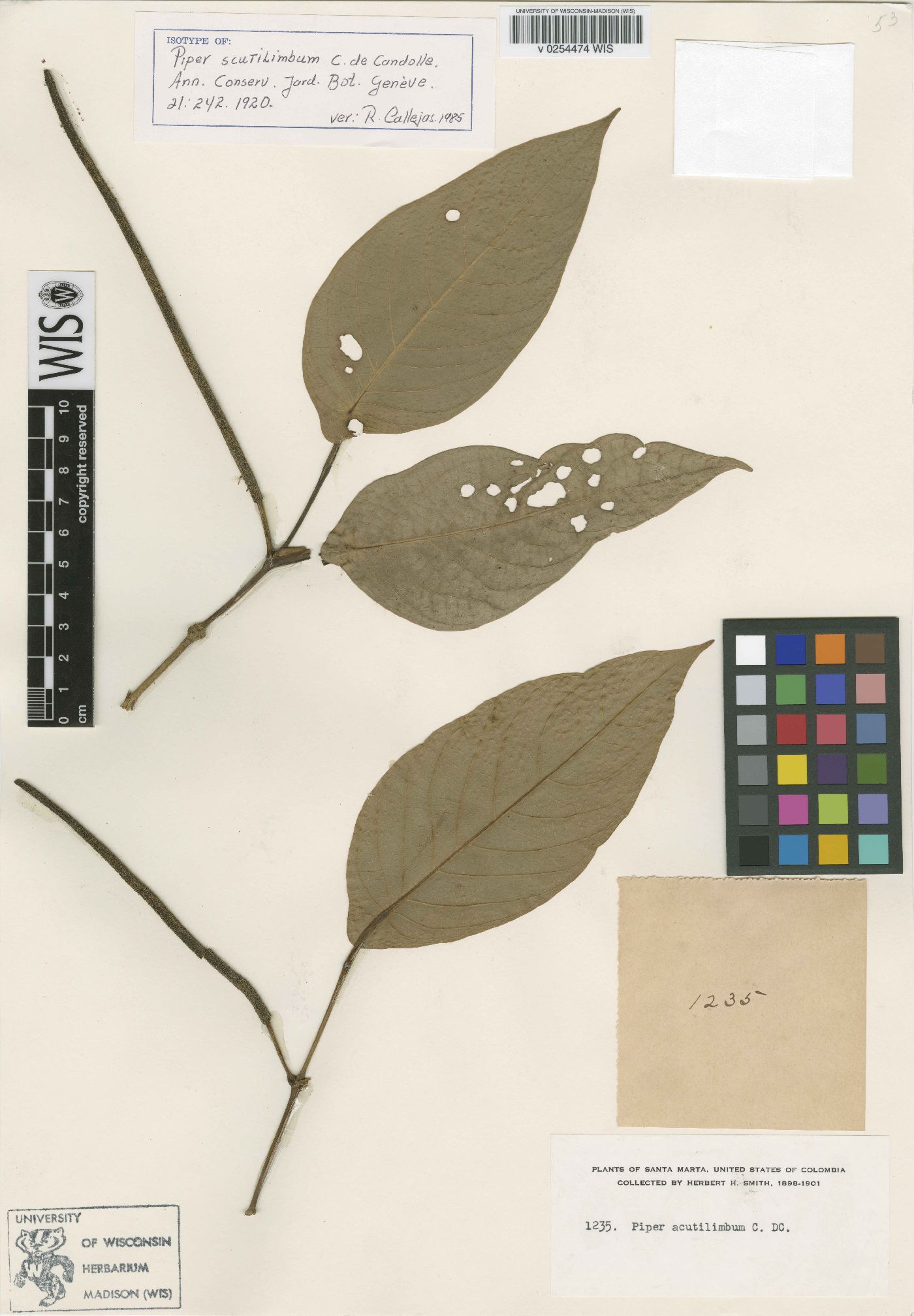 Piper scutilimbum image
