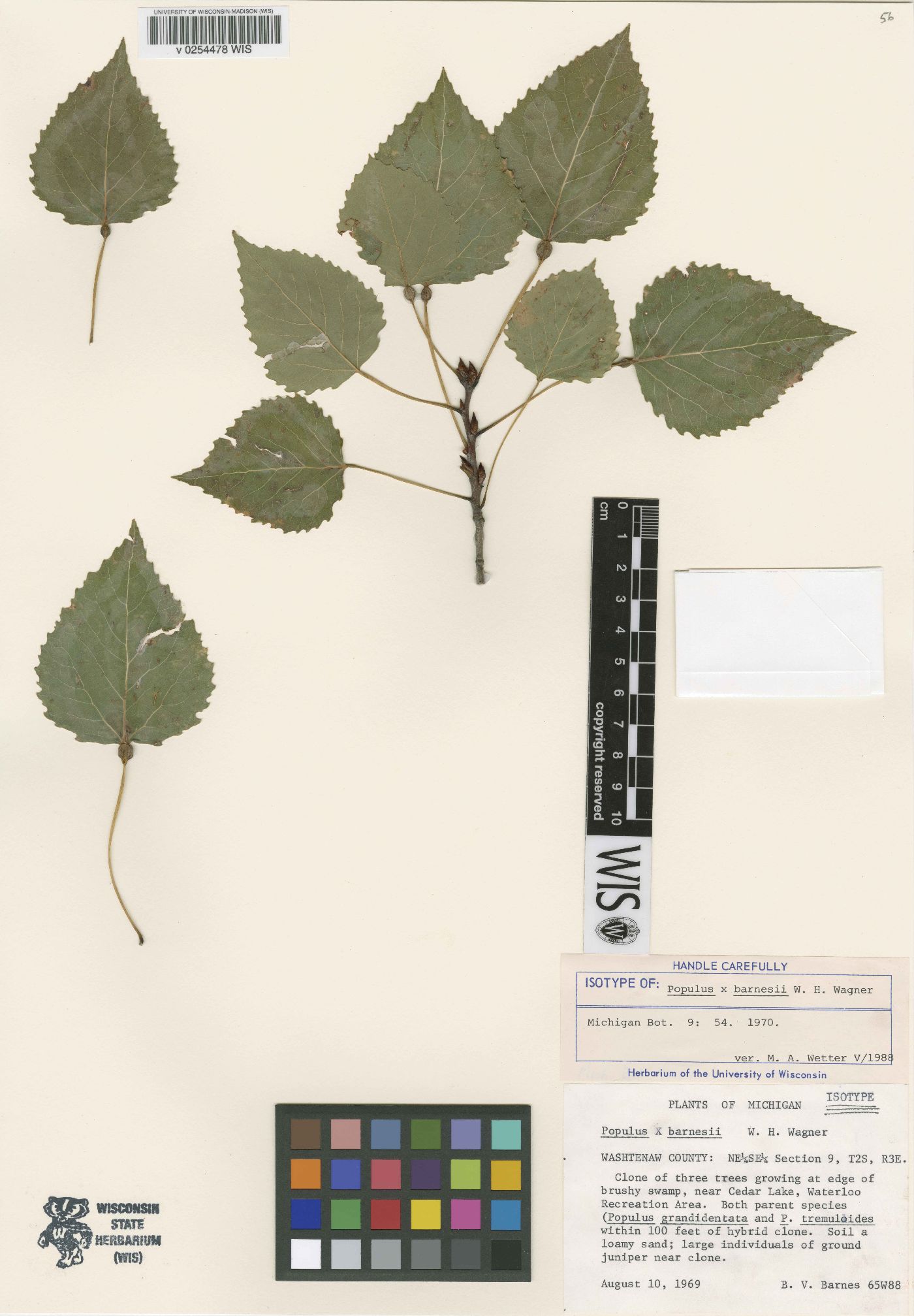 Populus x barnesii image