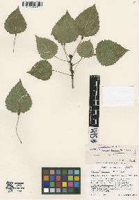 Media resource of Populus x barnesii