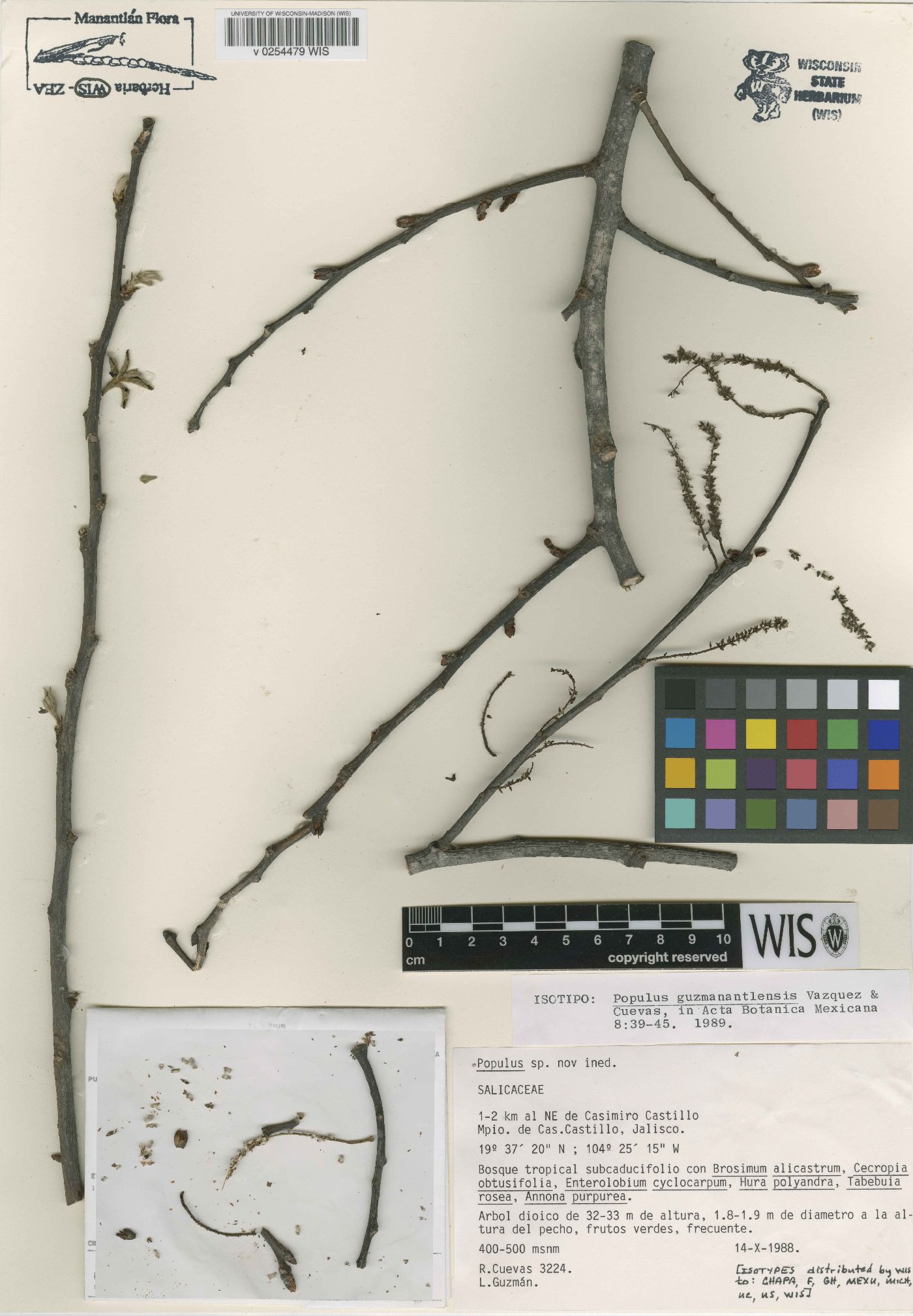 Populus guzmanantlensis image