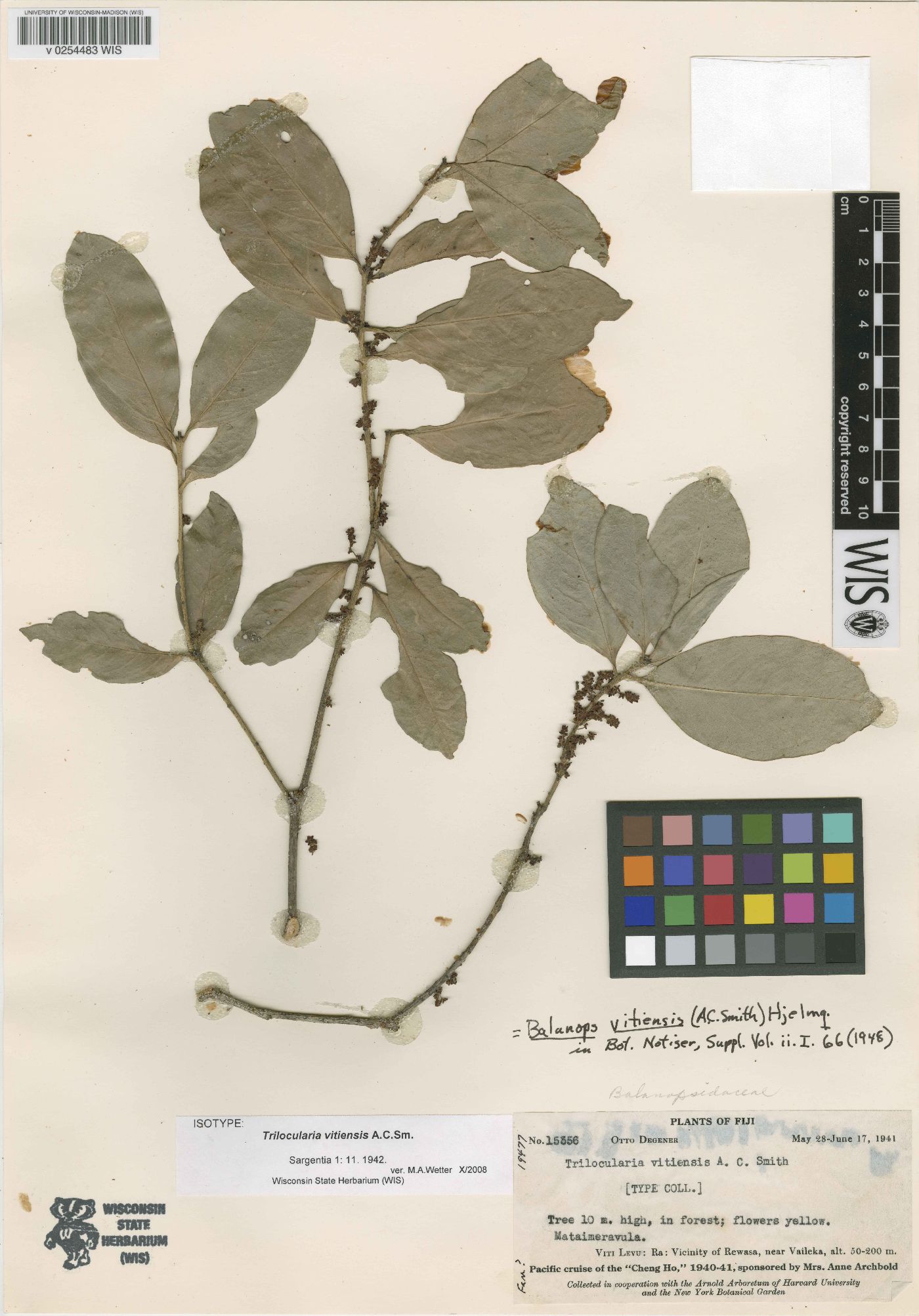 Balanops pedicellata image