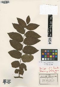 Juglans hirsuta image
