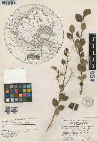 Image of Betula x neoborealis
