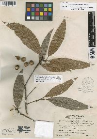 Quercus anglohondurensis image