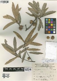 Image of Quercus cualensis
