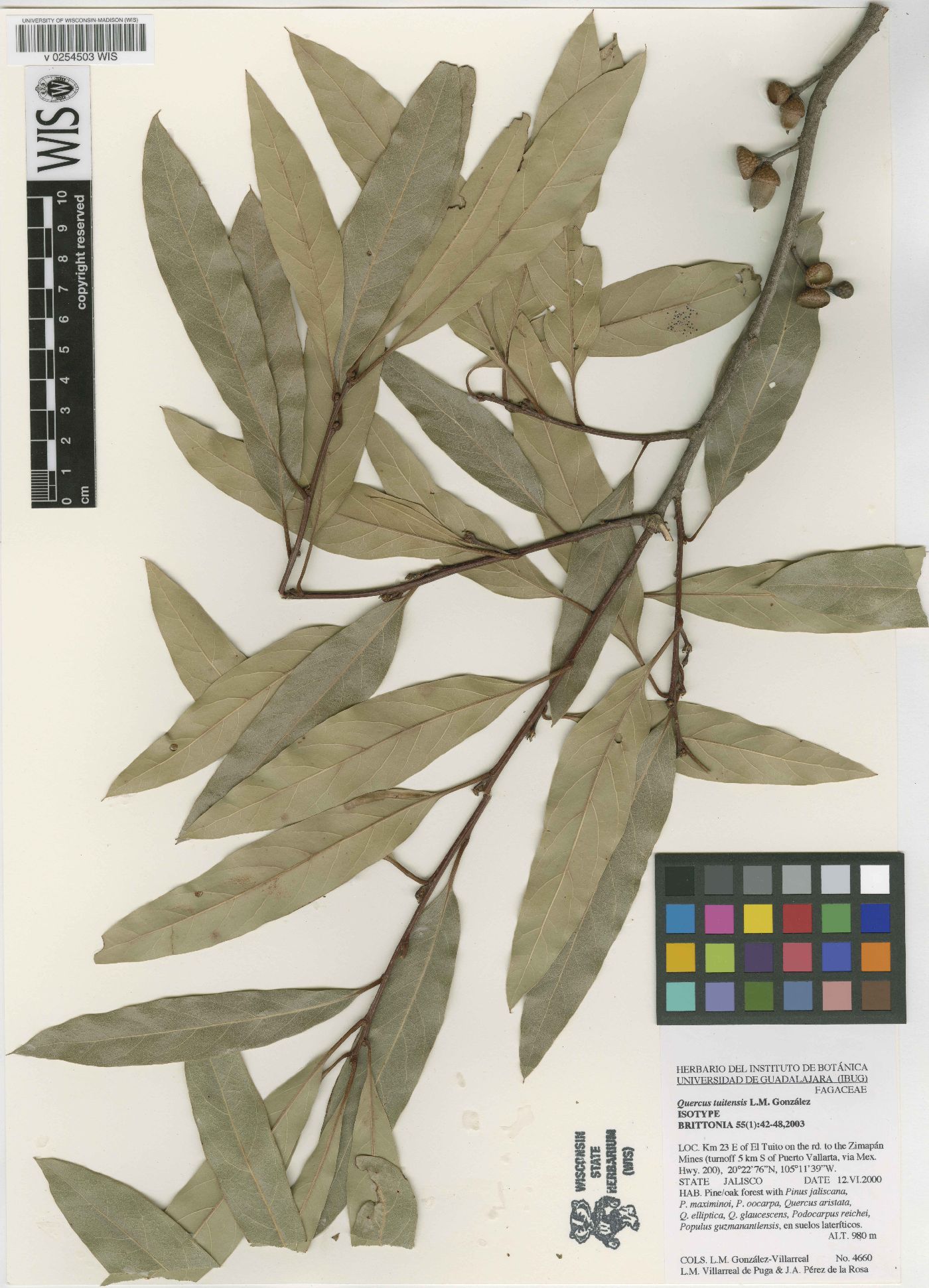 Quercus tuitensis image