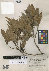 Image of Coussapoa parvifolia