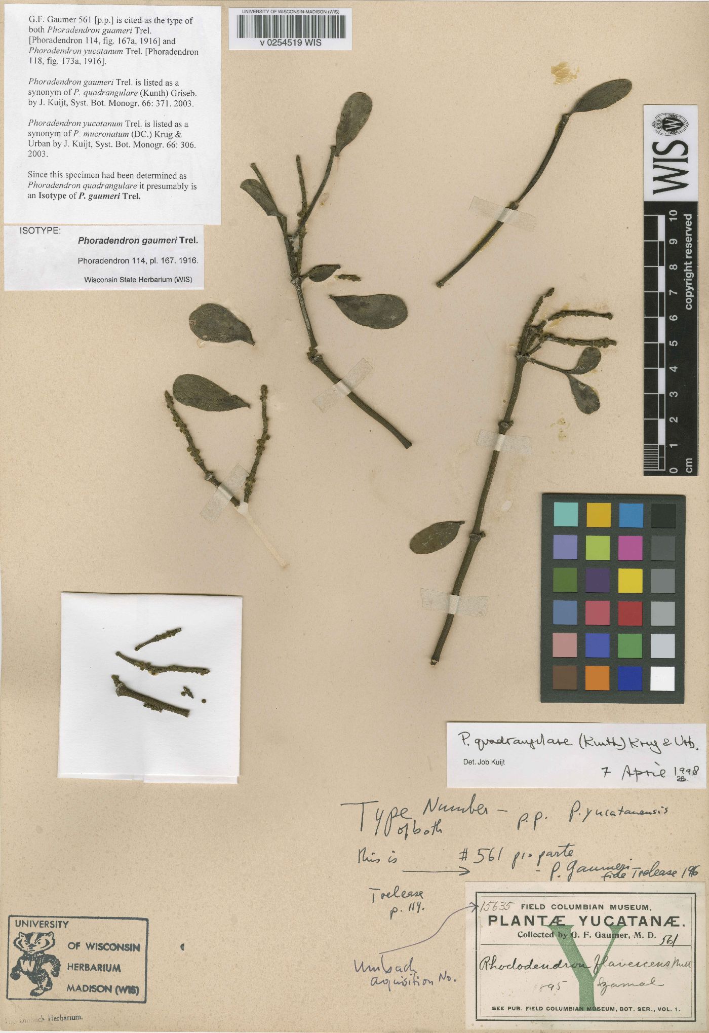 Phoradendron quadrangulare image