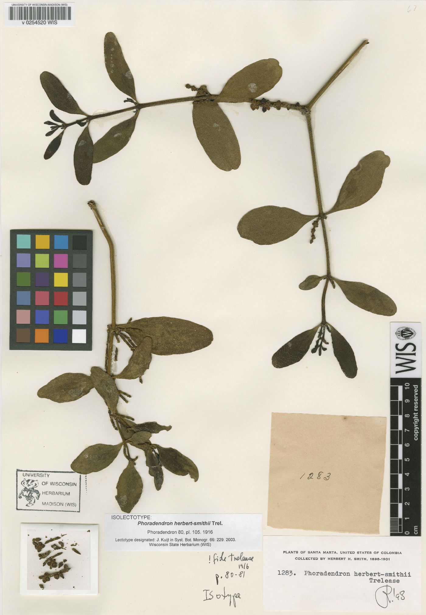 Phoradendron herbert-smithii image