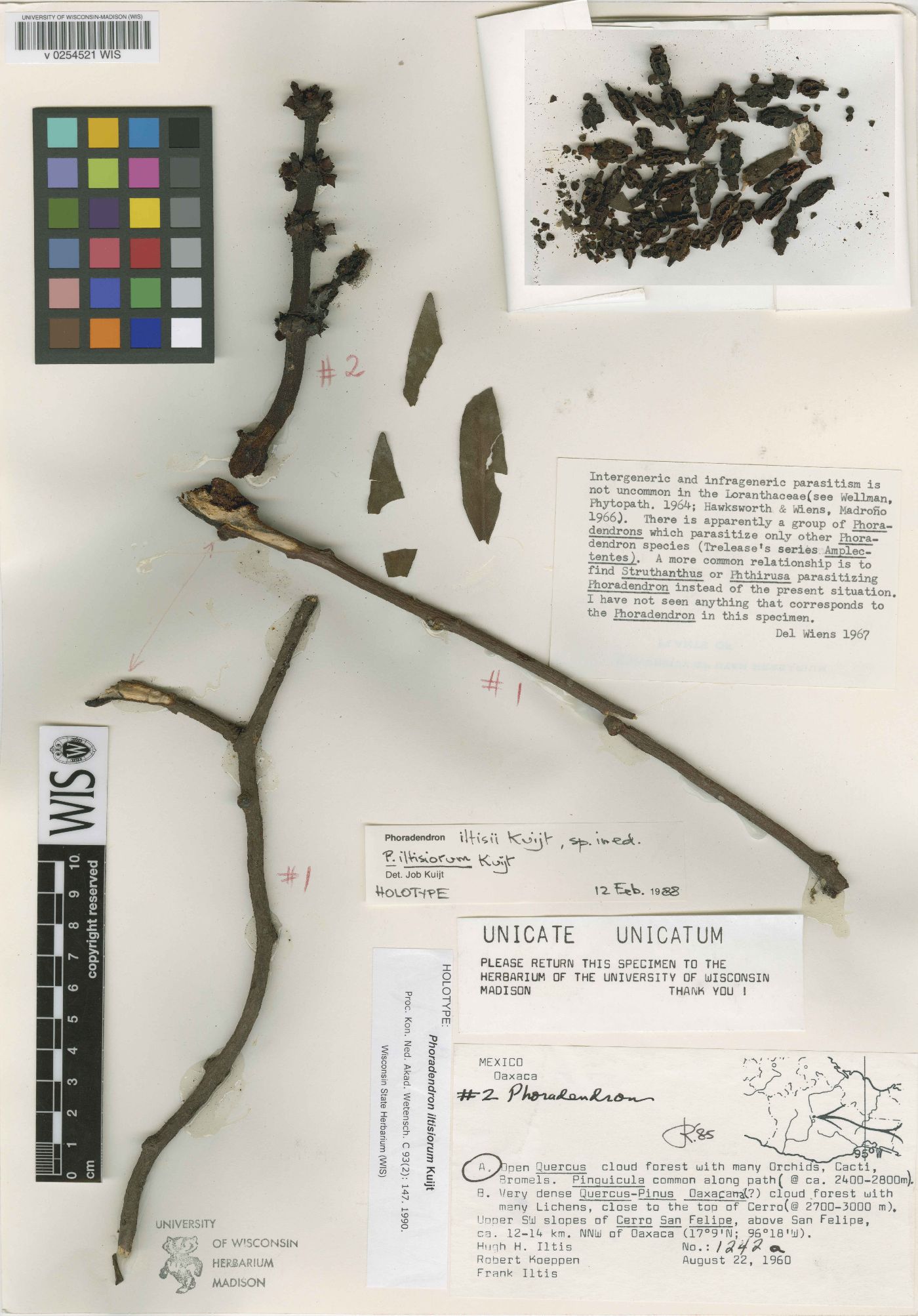 Phoradendron iltisiorum image
