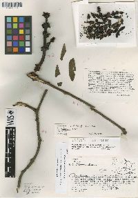 Image of Phoradendron iltisiorum