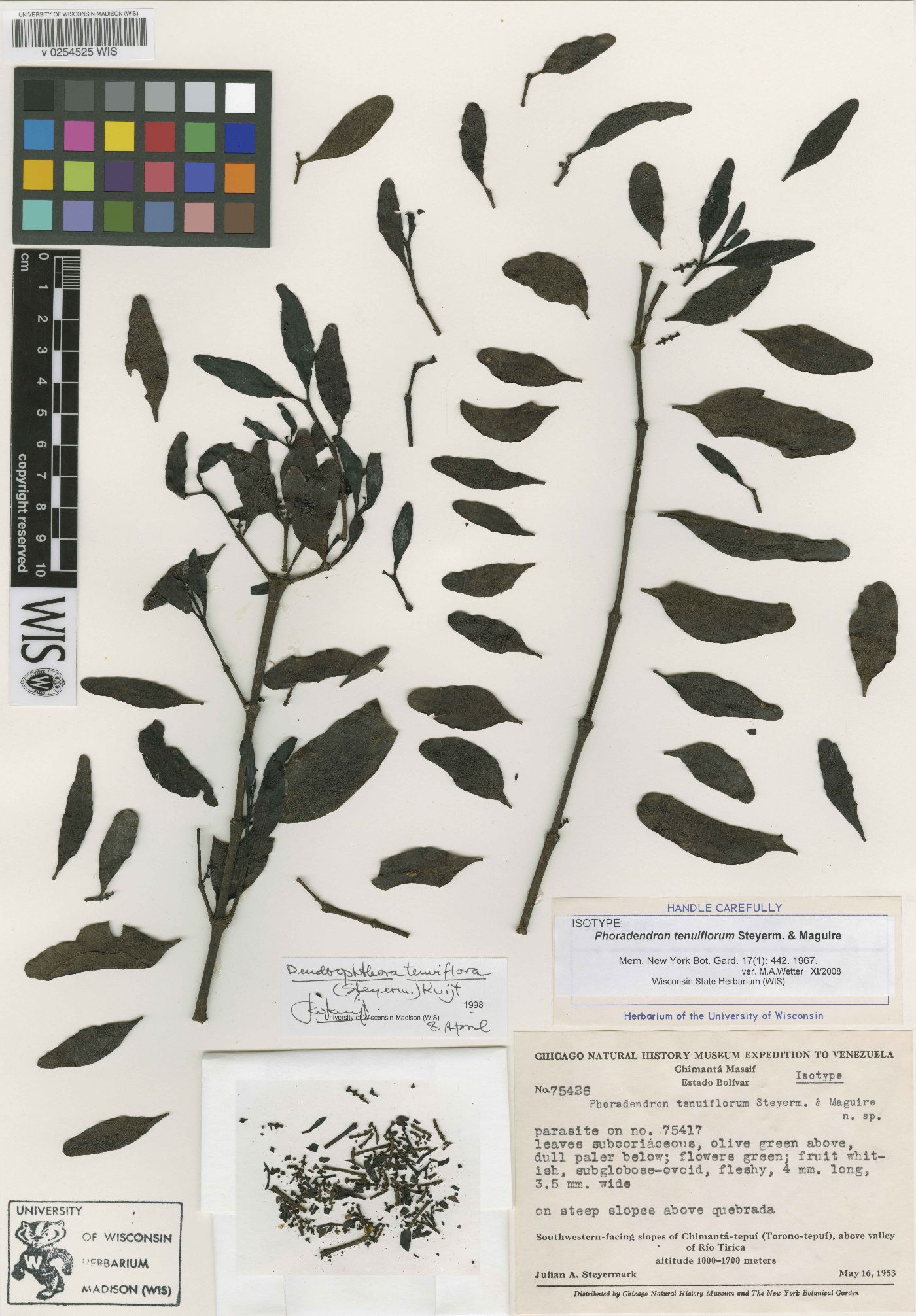 Dendrophthora tenuiflora image