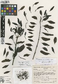 Image of Dendrophthora tenuiflora