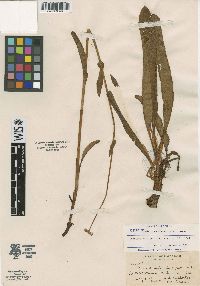Bistorta scaberula image