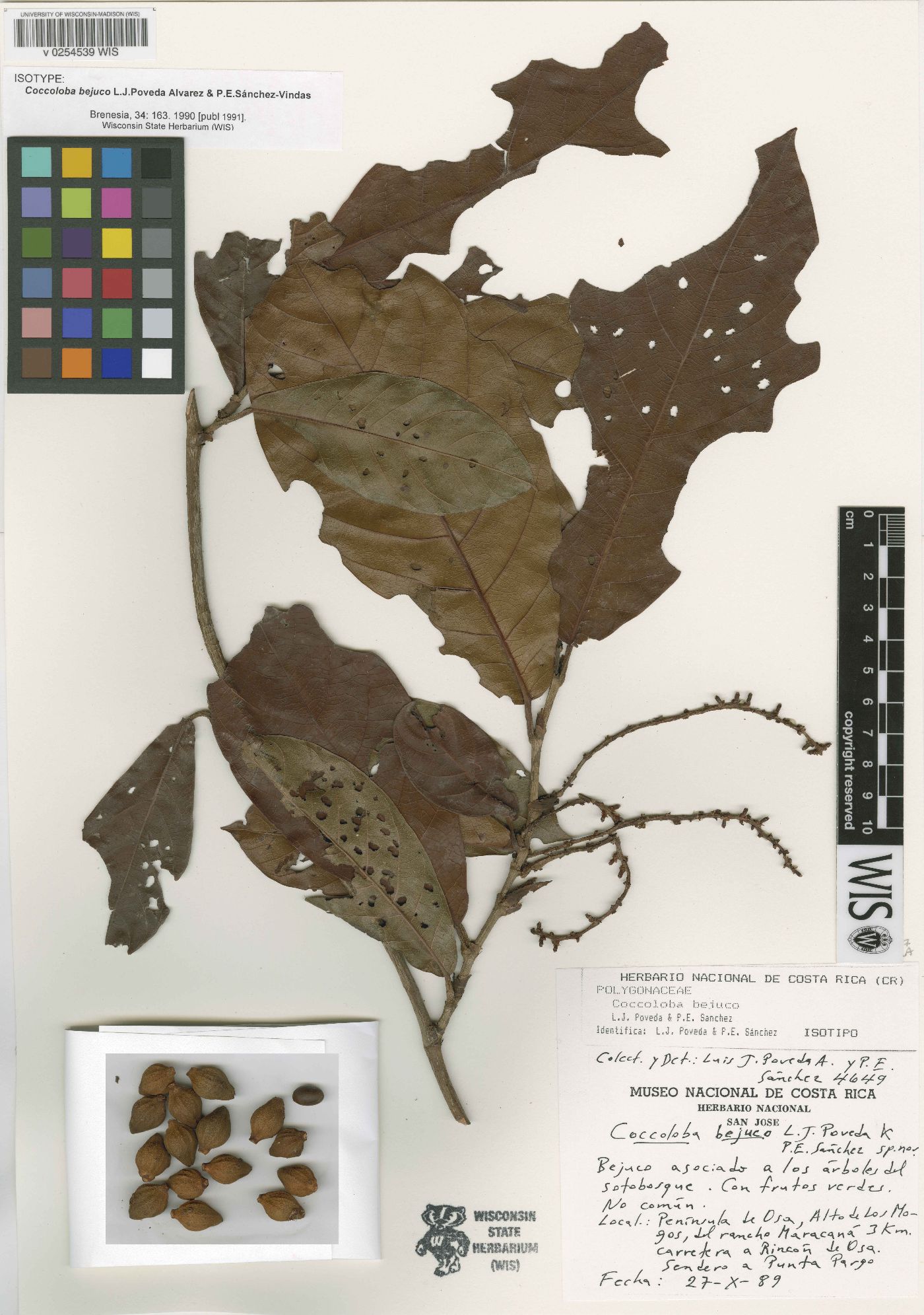Coccoloba ascendens image