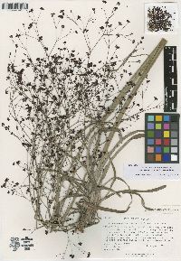 Eriogonum atrorubens var. nemorosum image