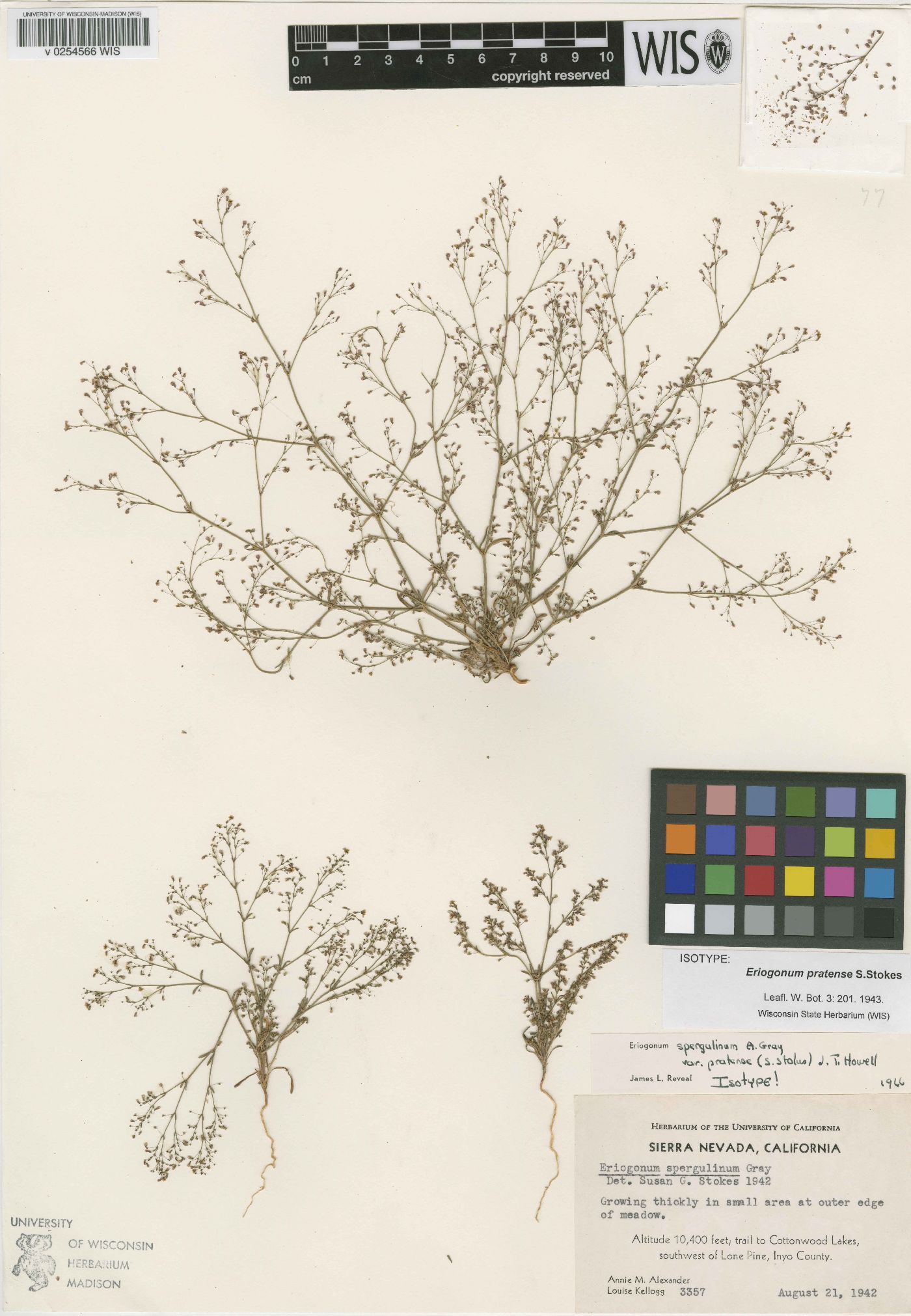 Eriogonum spergulinum var. pratense image