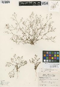 Eriogonum spergulinum image